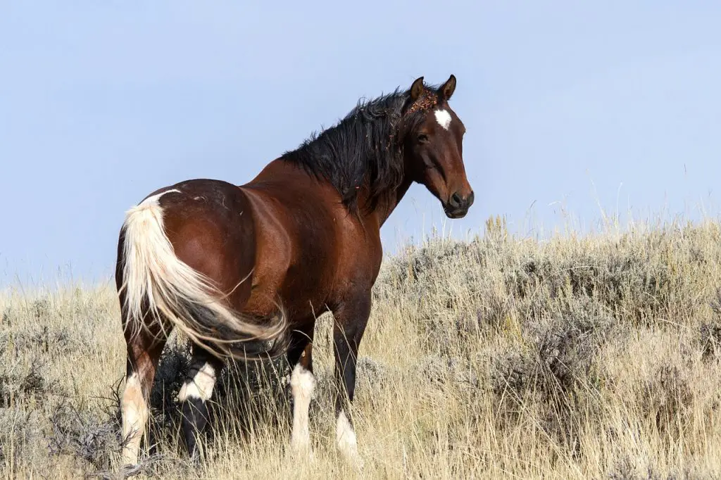 How to Approach & Pet a Horse Safely