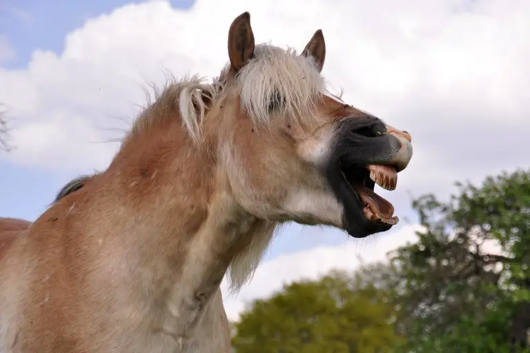 Coughing in Horses Explained – Just for my Horse