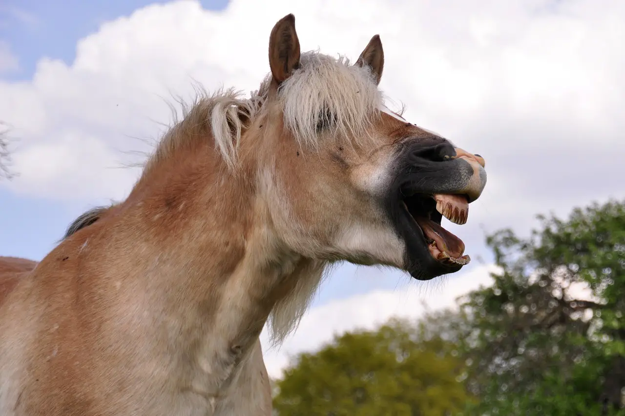 Coughing in Horses Explained