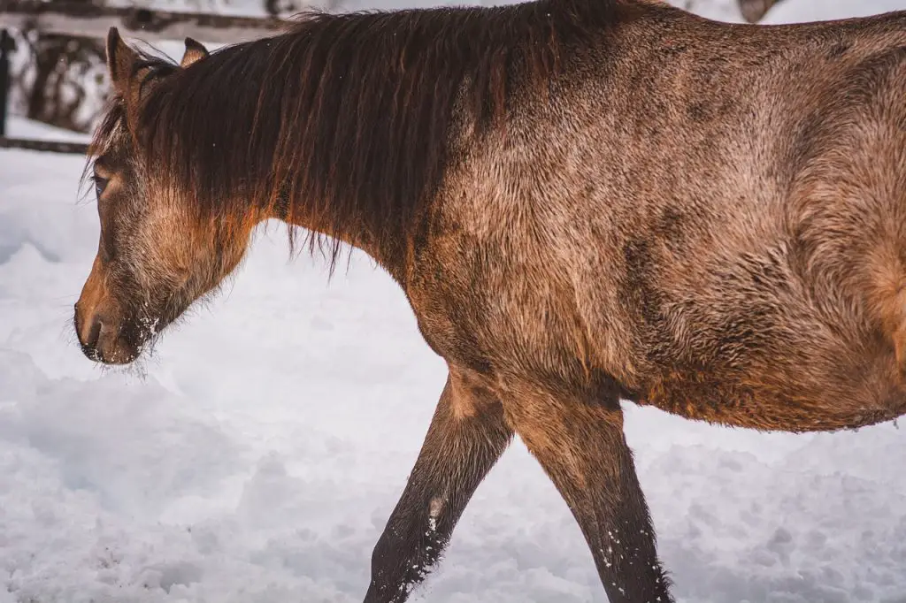 Horses Gain Weight 