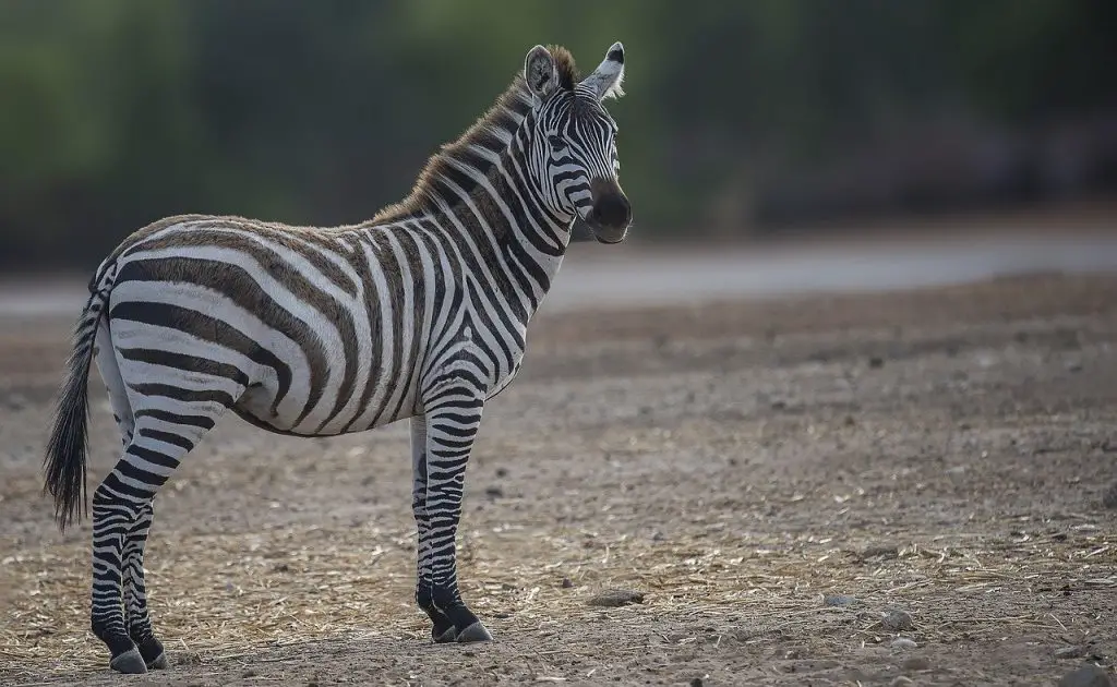 Differences Between a Horse and Zebra