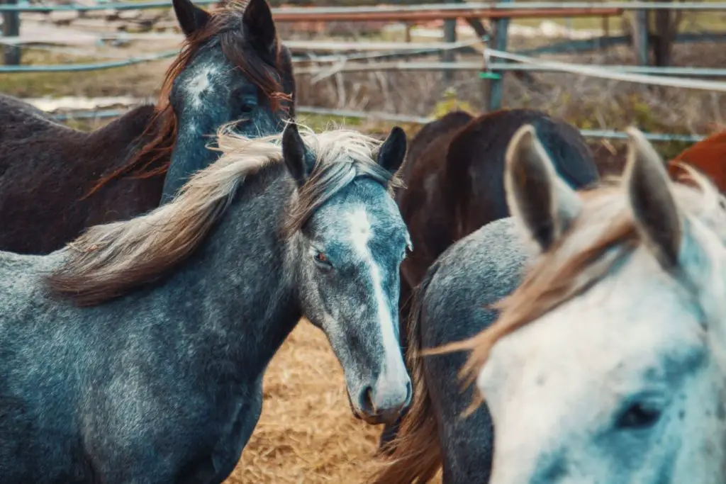 Horns on Horses