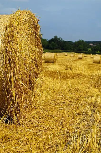 Oat Grass Hay