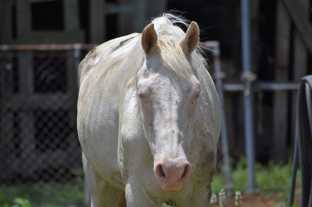 Anaplasmosis in Horses