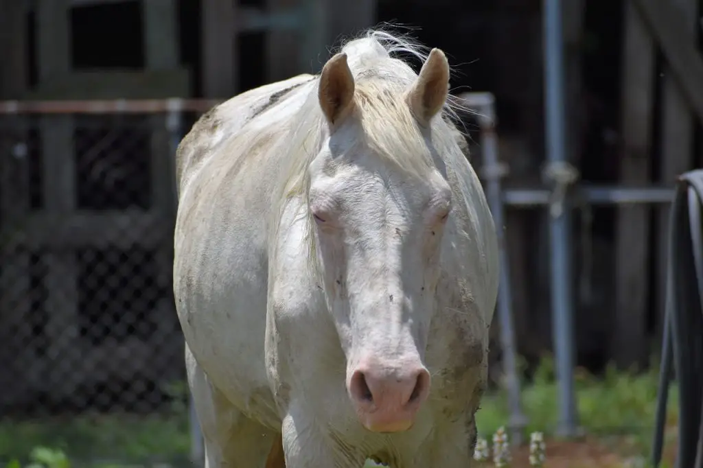 Anaplasmosis in Horses
