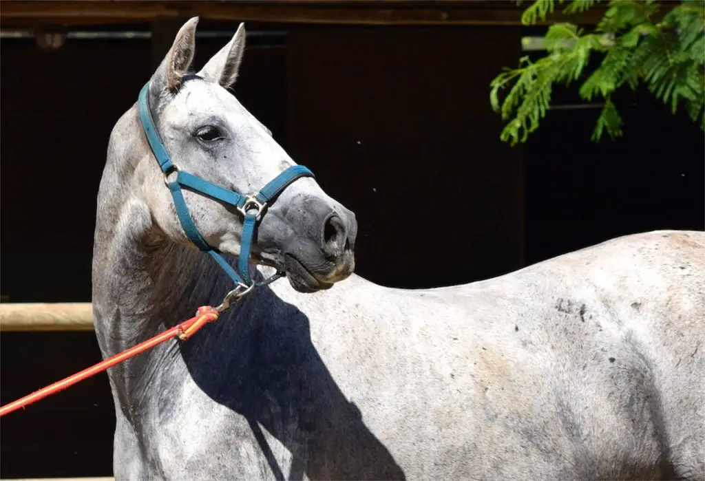 Purebred Spanish Horse 