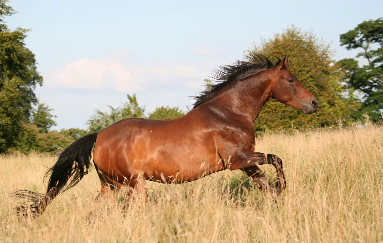 BEHAVIOR GUIDE ON WHY HORSES