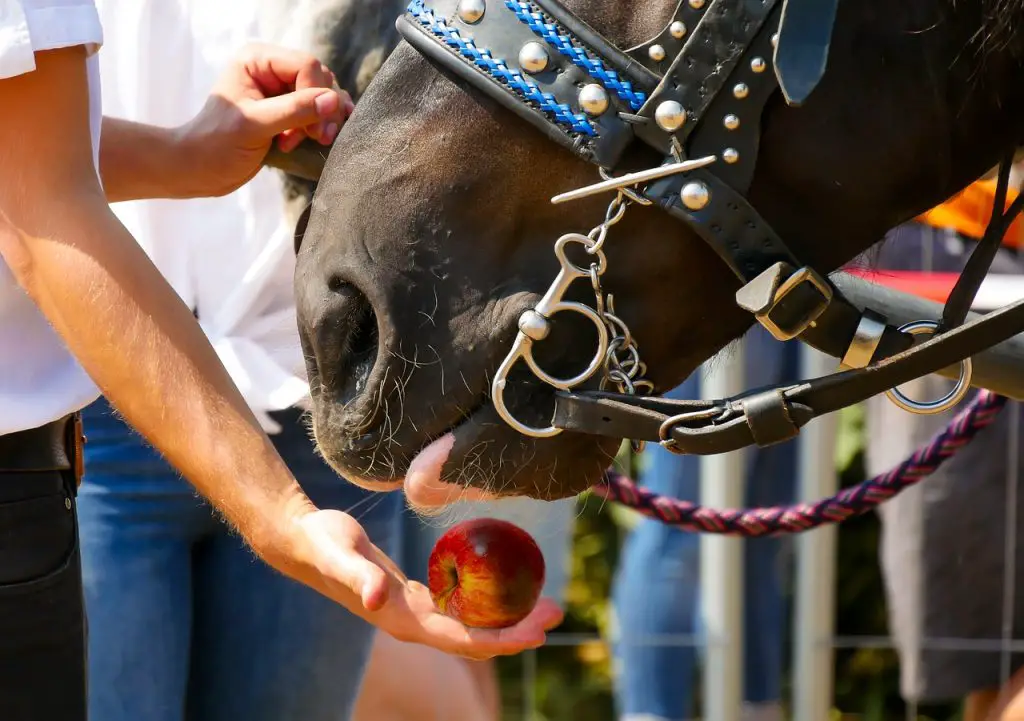  Horse Apples