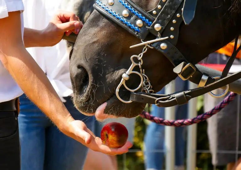 Can you eat horse apples? Just for my Horse