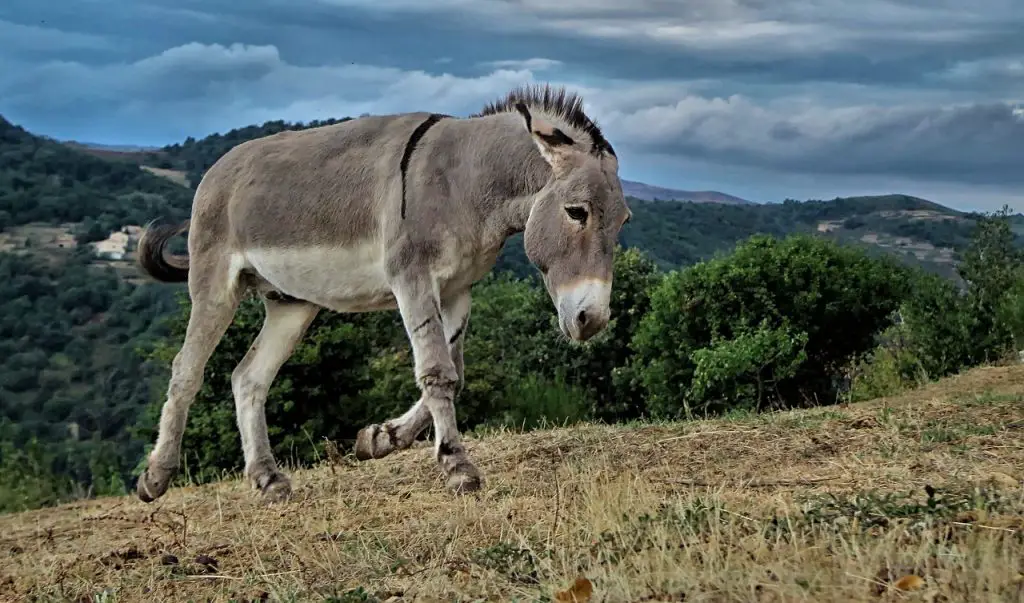 American Mammoth Donkeys