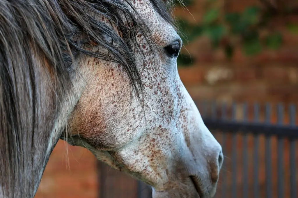 Habronema spp Infection in Horses
