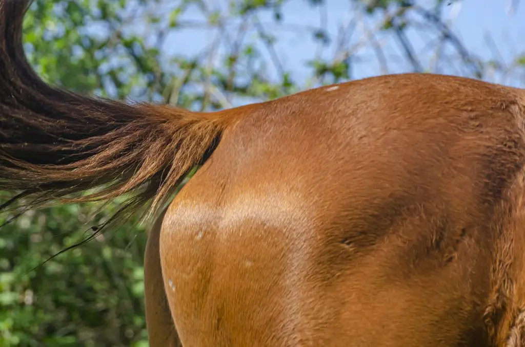 Tail Bags for Horses