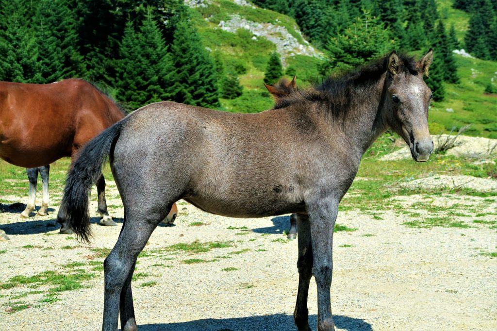 Disorders of the Stifle in Horses
