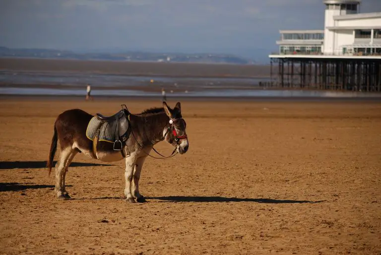 Saddle Donkeys