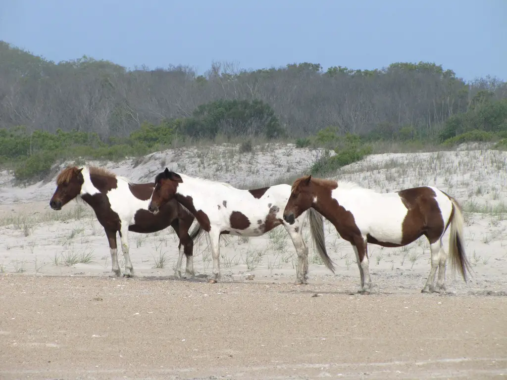 Tobiano Vs Overo Vs Tovero Horses