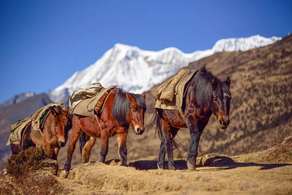 Horse Travel