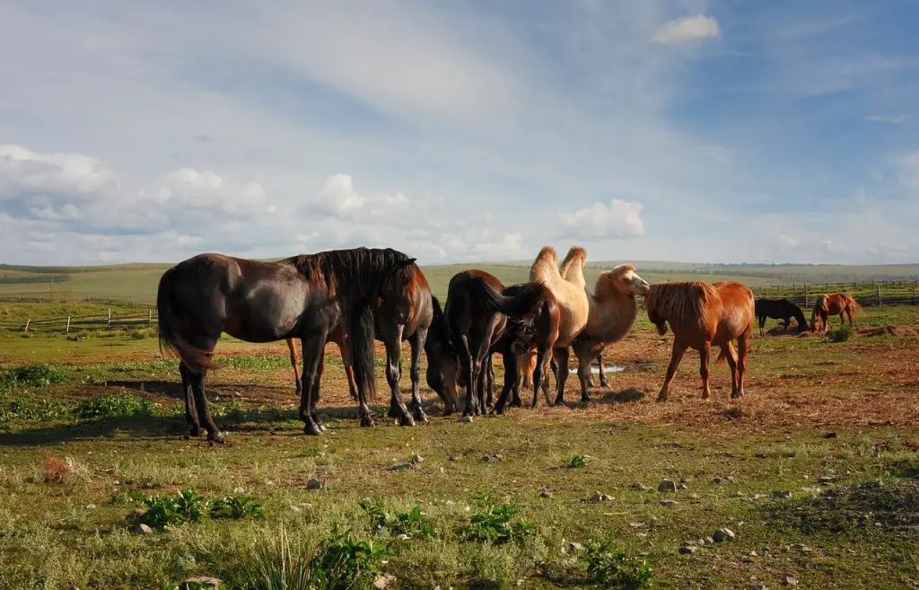 Horses Afraid of Camels