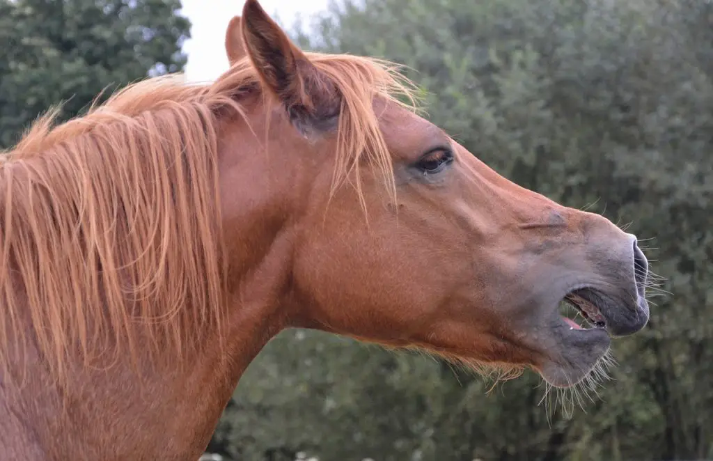 STOP YOUR HORSE FROM OPENING HIS MOUTH