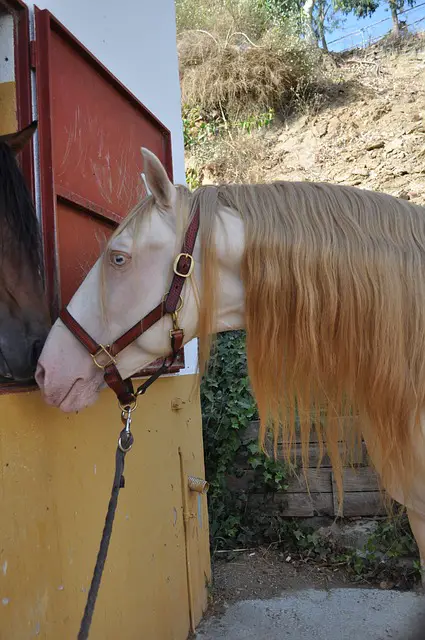 Cremello Horse