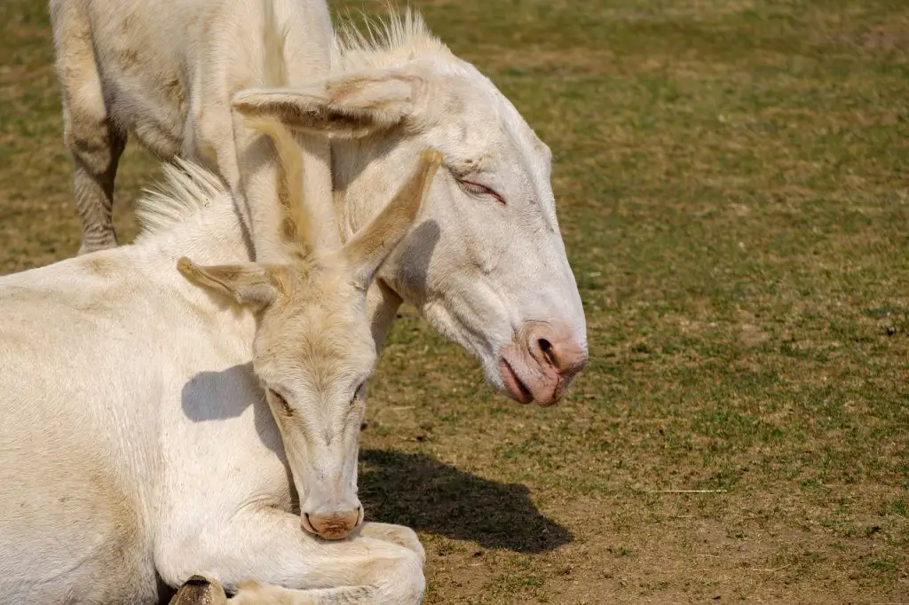 Alopecia in Horses