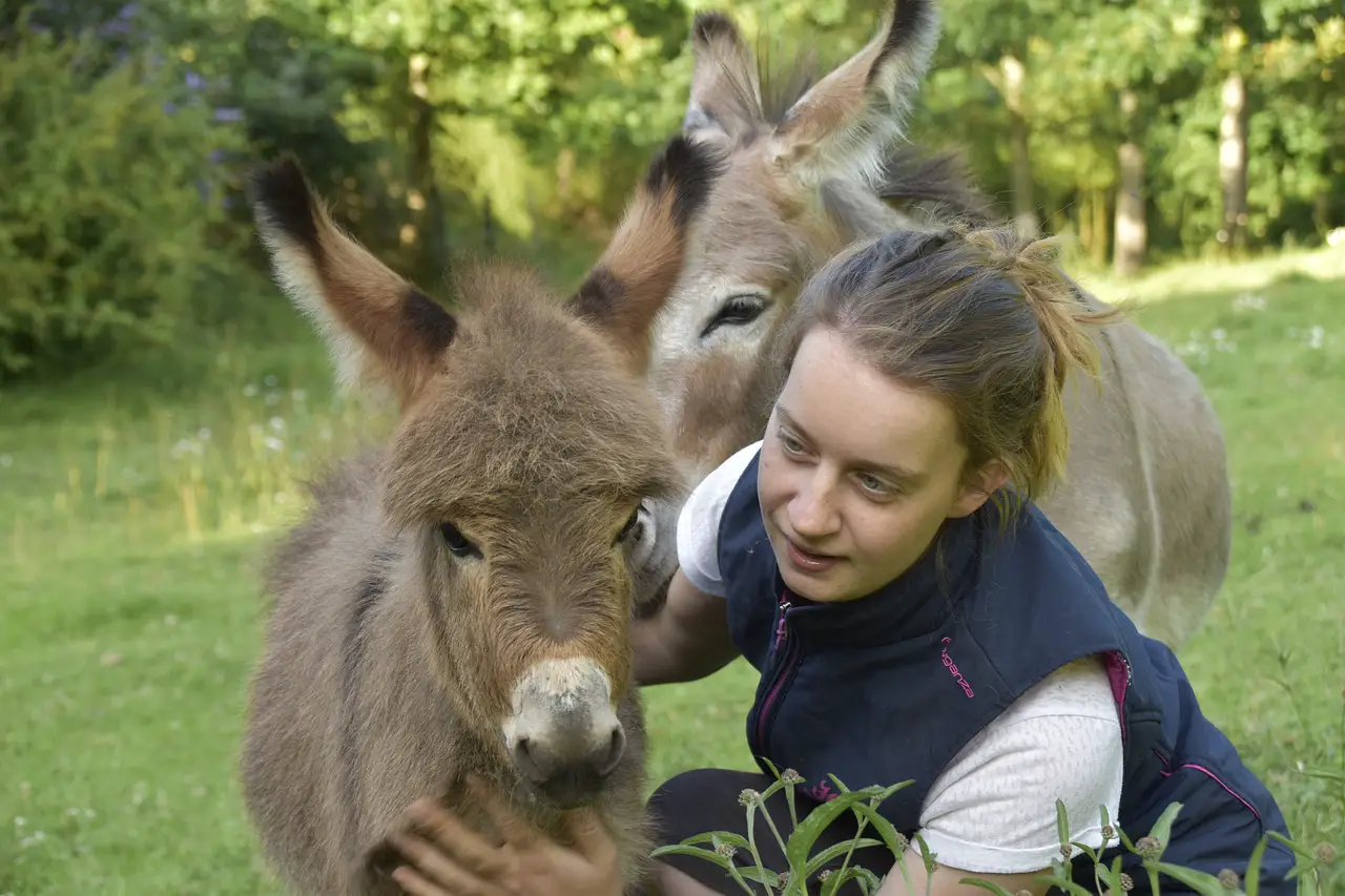 Donkeys Show Affection