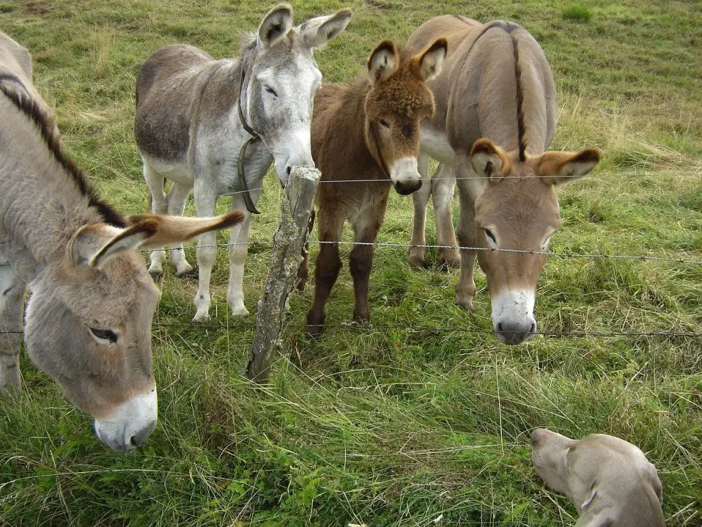 Donkeys Hate Dogs