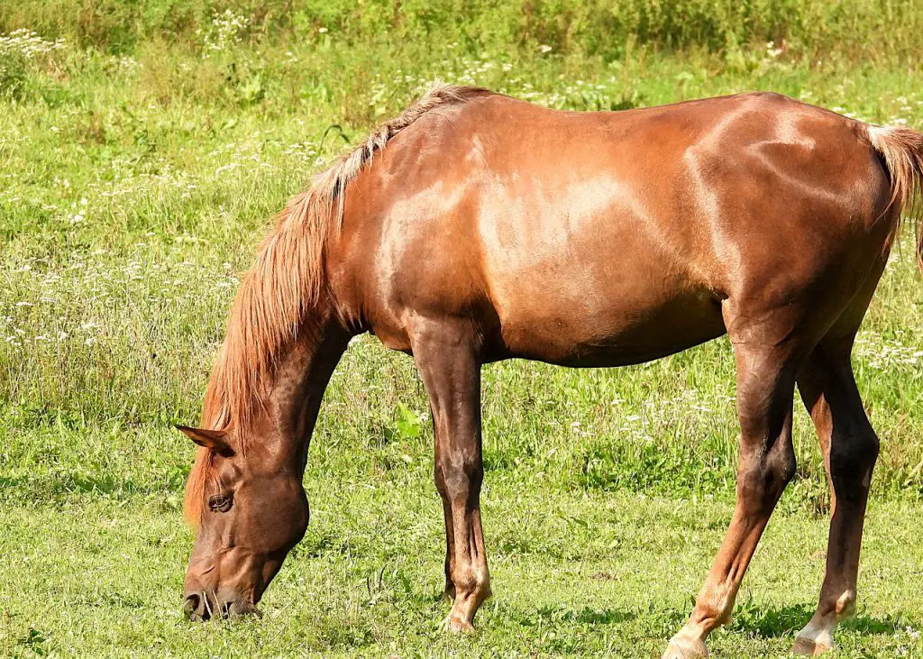 Osteochondrosis of the Stifle in Horses
