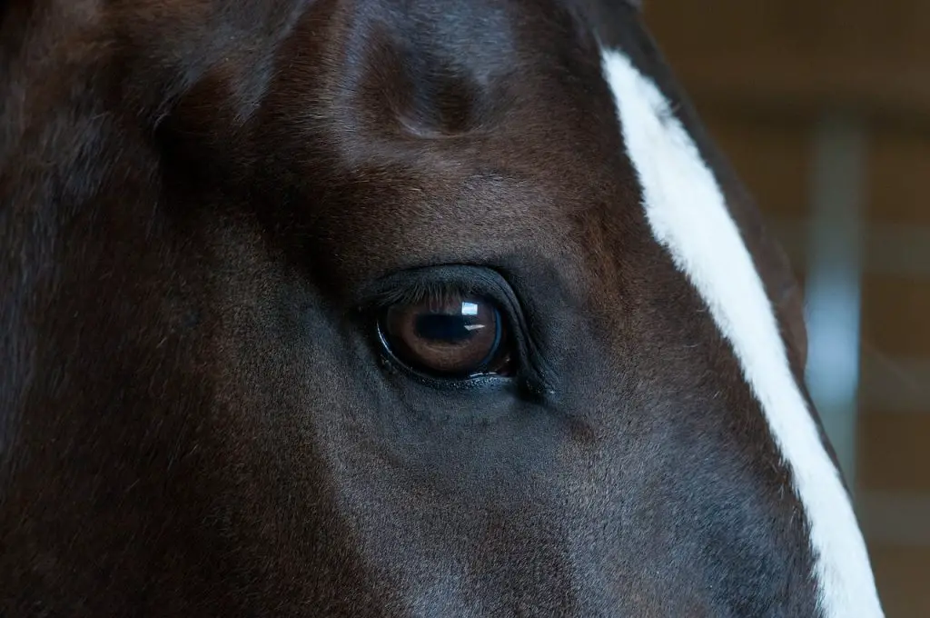 HORSE’S EYESIGHT