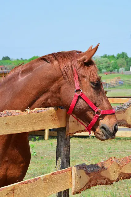 Equine Placenta