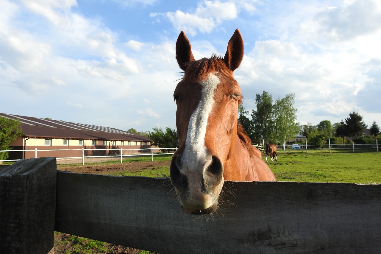 Disorders of the Outer Ear in Horses