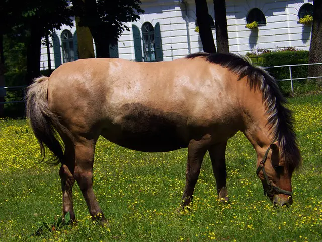 Equine Metabolic Syndrome