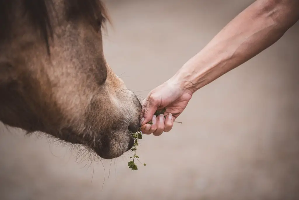 CBD For Horses