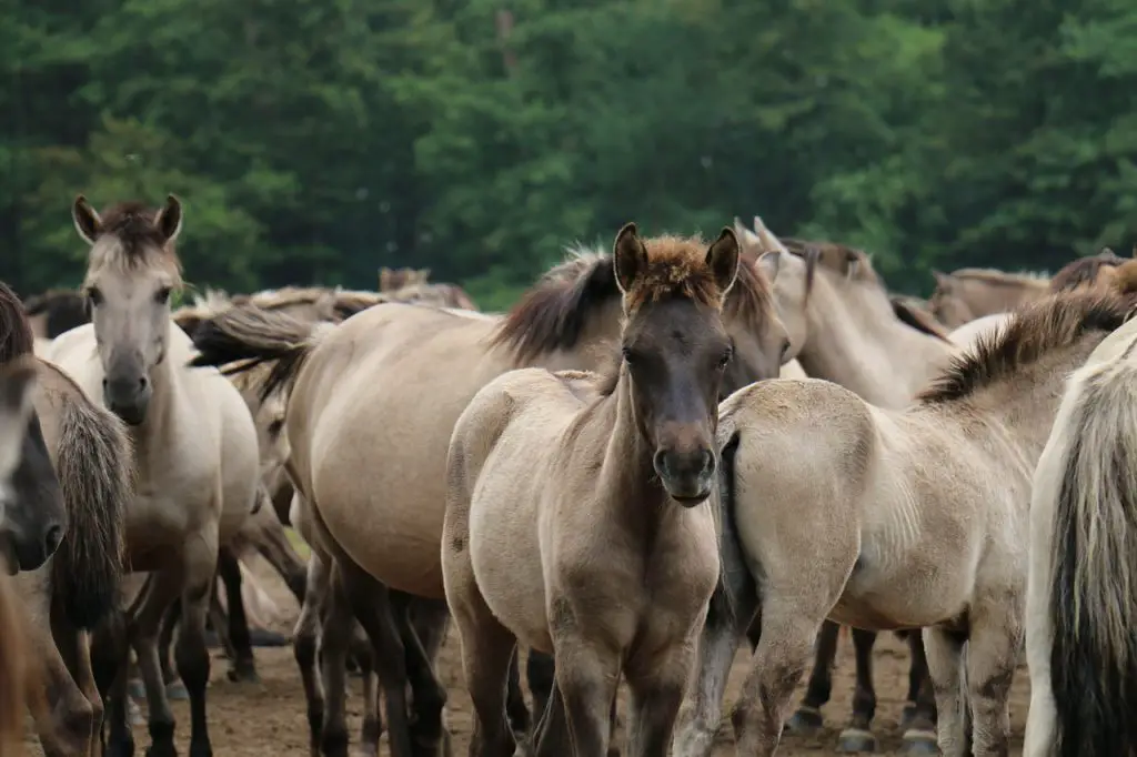  Small Horse & Pony