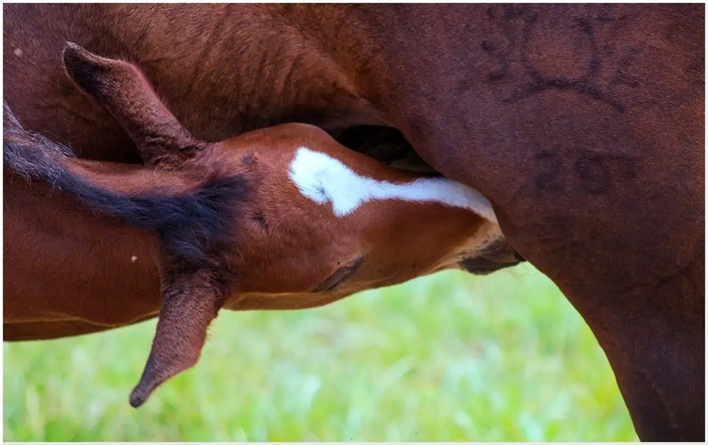 Horses Have Udders