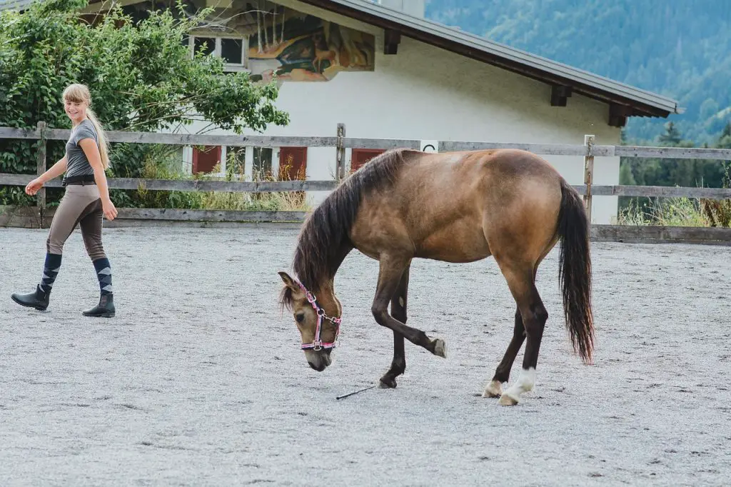 Yearling Horse