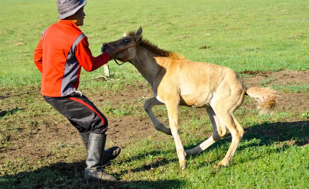 Taming a Horse