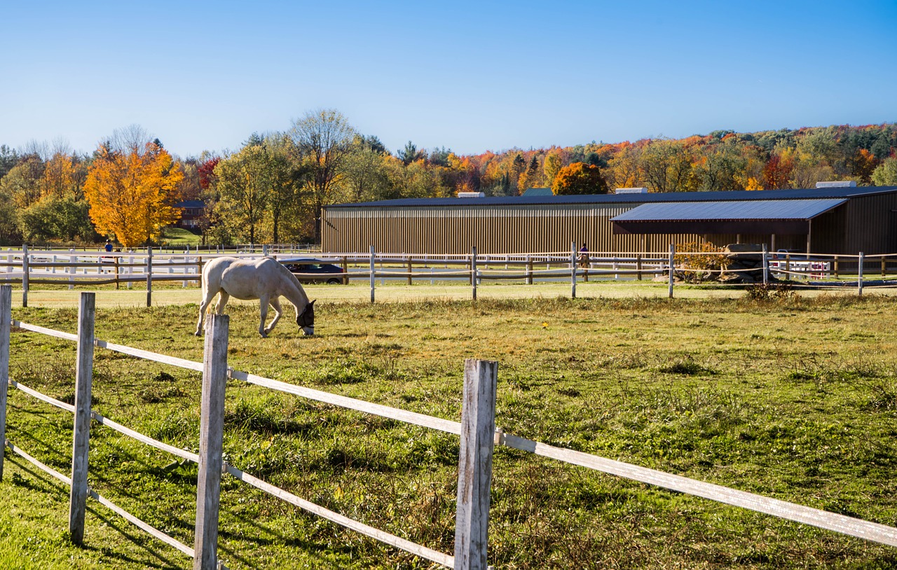 How Many Acres Do You Need For A Horse Just For My Horse