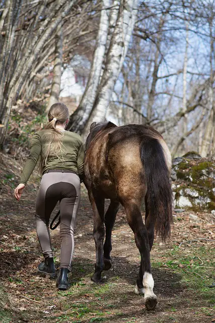 Horses Climb Stairs