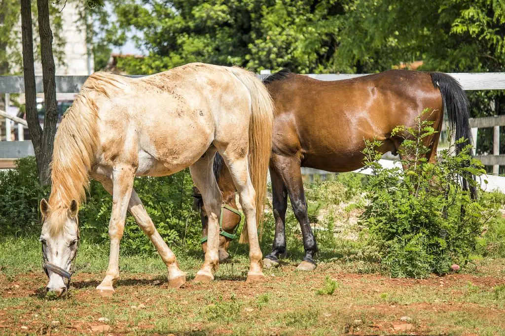 Tall Horse Breeds