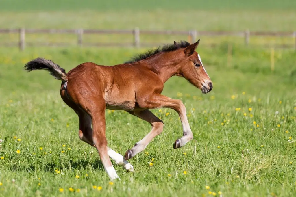 Low Stress Foal Weaning