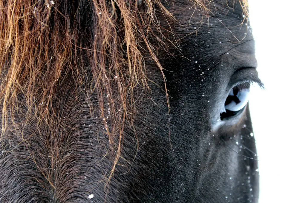 Dandruff and Hair Loss