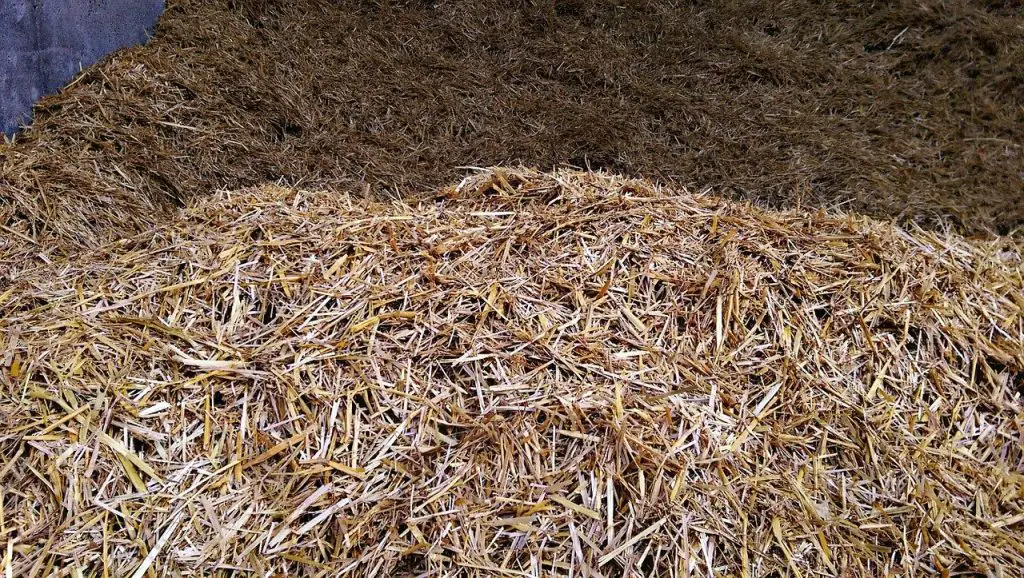 STRAW FOR BEDDING
