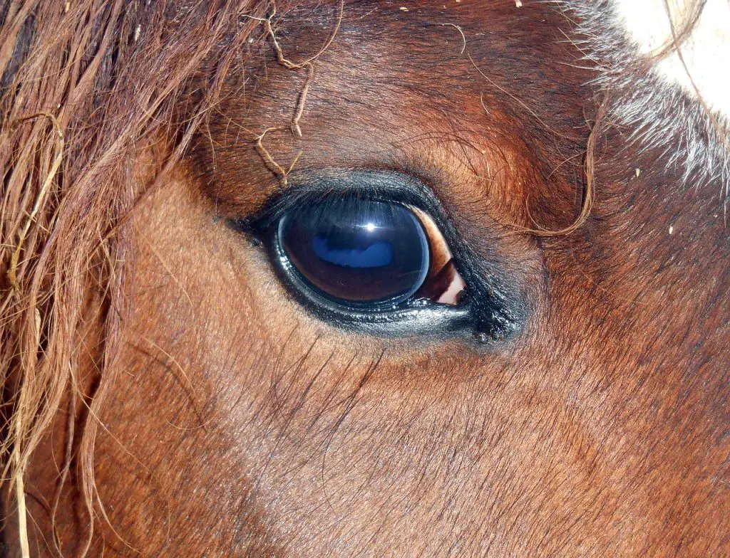 Equine Uveitis Just For My Horse