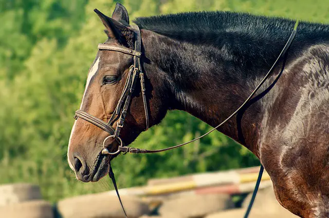RUNNING OR STANDING MARTINGALE