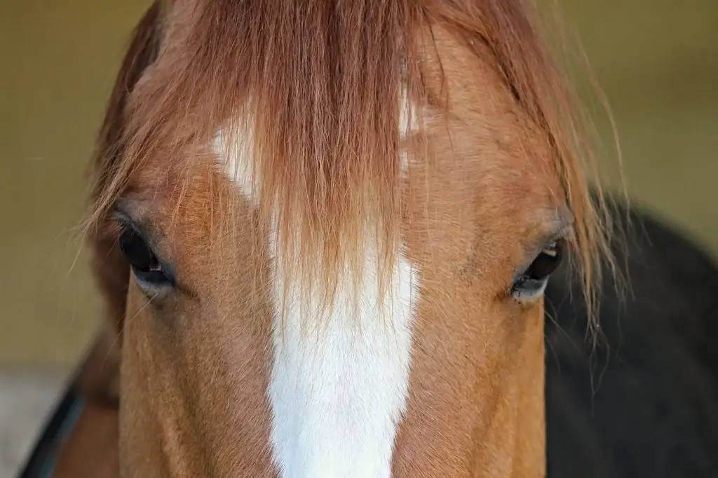TYPES OF HORSE HAIR 