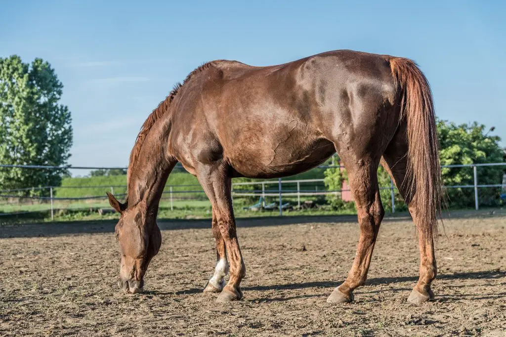 How Much Sperm Does a Horse