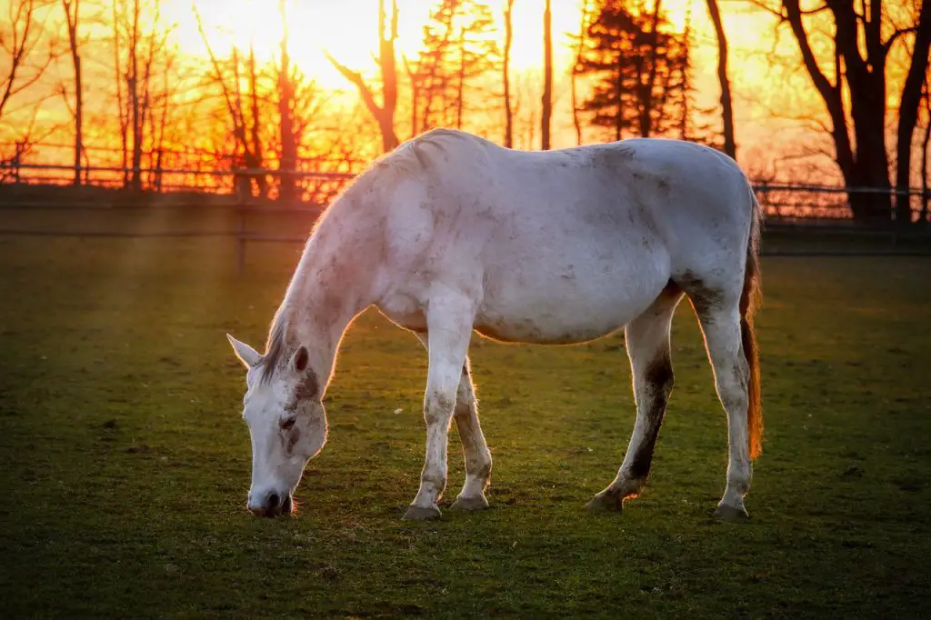 Horse intestinal stones
