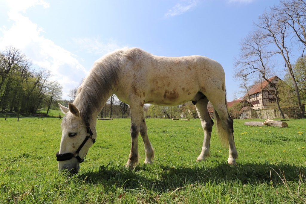 Disorders of the Tarsus in Horses