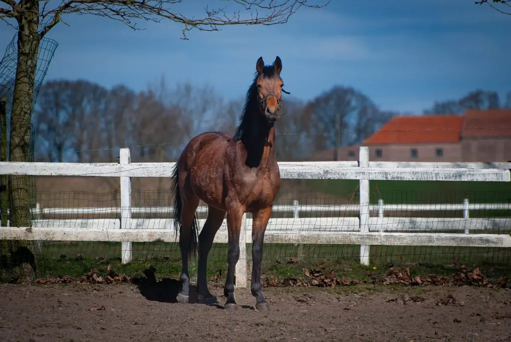 Anhidrosis in Horses
