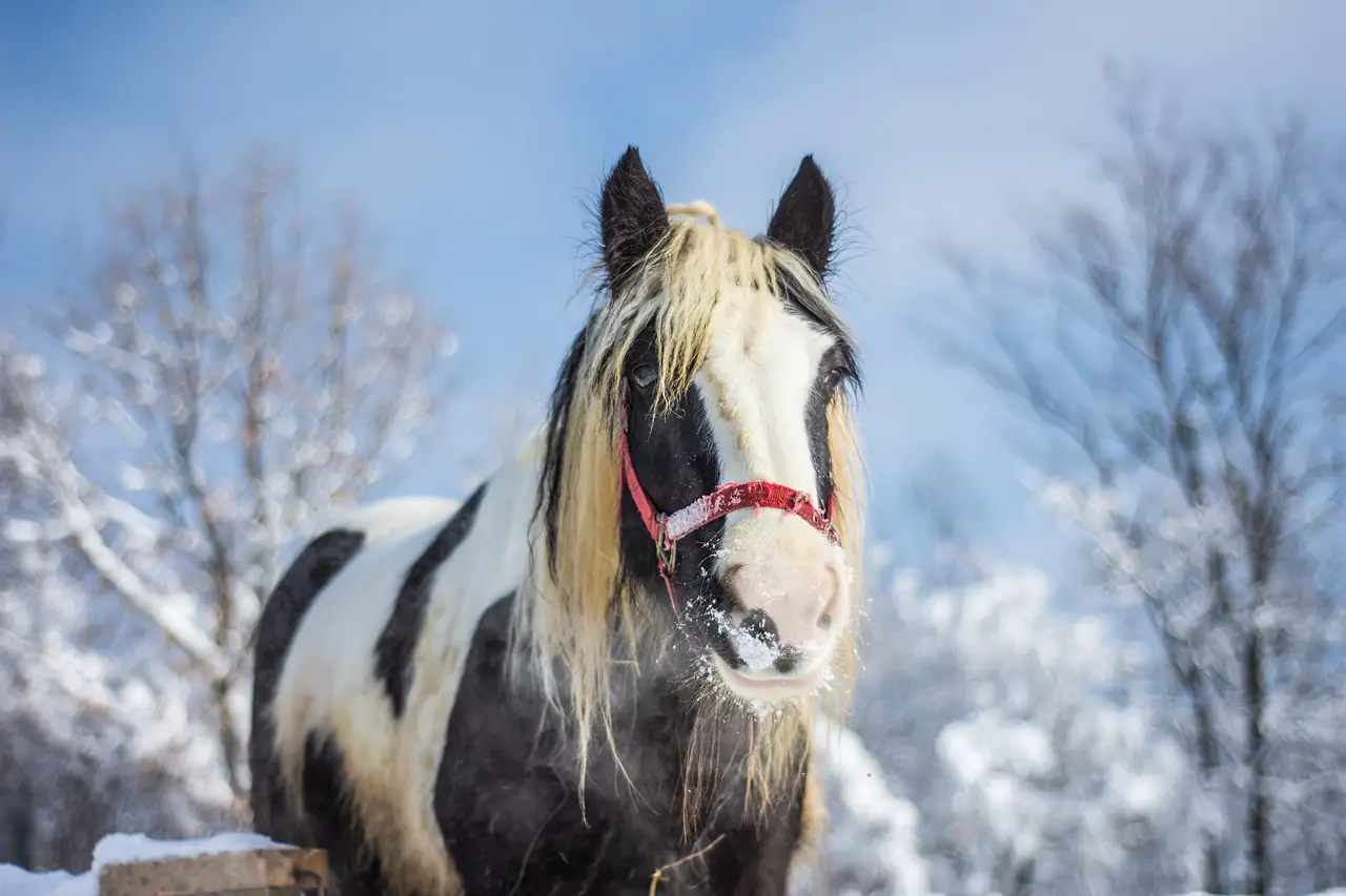 Horse Warm in Winter